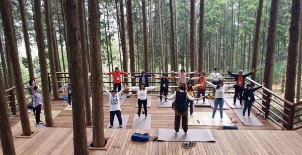 숲 나무 장흥 편백 95th camping